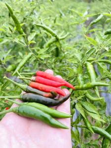 พริกสดแดงเวียดนามขายส่ง | พริกไทยร้อนออร์แกนิกส่งออกคุณภาพพรีเมี่ยม - Product Image 4