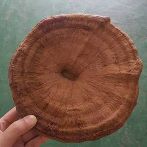 Champignons Reishi Ganoderma Lucidum de qualité supérieure séchés en vrac - Product Image 3