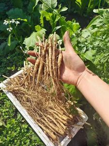 Organik doğal sağlık Ginseng dökün Homme Ginkgo Biloba Ginseng oyster Peptid Tablet kore orijinal kırmızı Ginseng - Product Image 2