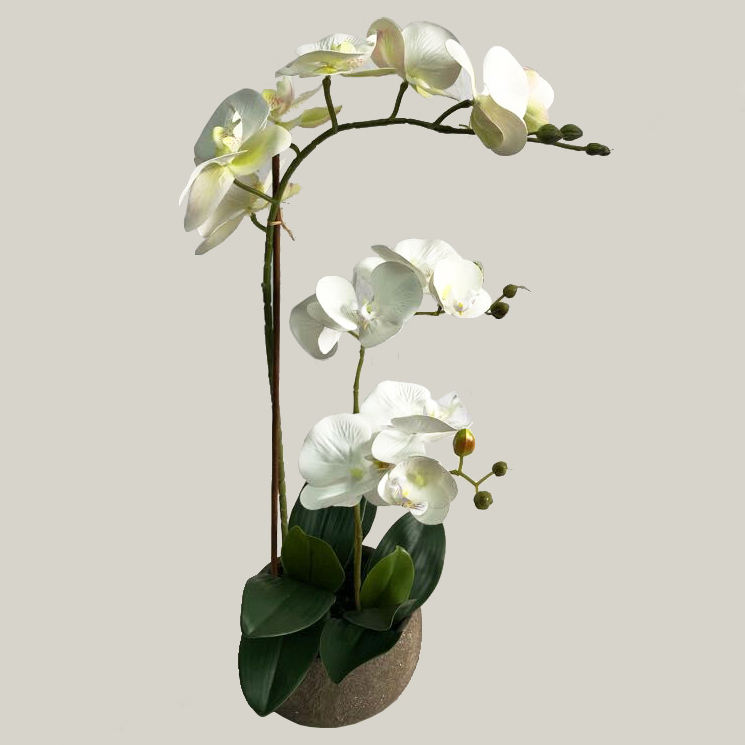 Orchidea con P7690R-59 di cemento bianco