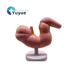 Modelo Anatómico Desmontable del Estómago del <span class=keywords><strong>Caballo</strong></span> - Herramienta Educativa Simulada para la Enseñanza de Ciencias Veterinarias y Equinas - Product Image 1