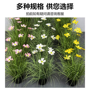 Fleurs artificielles Cosmos en pot, hauteur 30cm-100cm, haute simulation, accessoires décoratifs pour mariage et photographie - Product Image 3