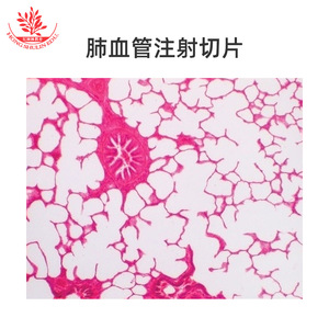 Biological <b>microscope</b> specimens are clearly visible, with typical structures and uniform staining. Biological laboratory, - Product Image 3
