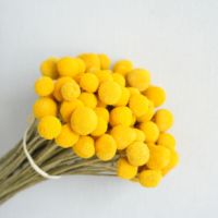 Fleurs séchées de Craspedia en gros, jaunes, pour centres de table de mariage, décoration intérieure, arrangements floraux, usine OEM