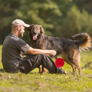 Jouet interactif <span class=keywords><strong>pour</strong></span> <span class=keywords><strong>chien</strong></span> à vibration électrique, avec poignée robuste, durable, écologique, étanche IP67, <span class=keywords><strong>pour</strong></span> l'entraînement - Product Image 6