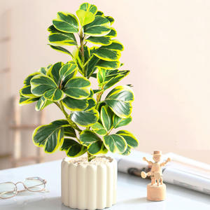 Altın yaprakları ile yeni yapay Ficus Microcarpa şube ev dekor için plastik Mini yeşil bitki - Product Image 3