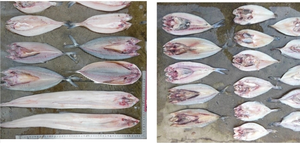 Ustensile d'éplucheuse à crevettes/pour enlever les os de poisson en acier inoxydable, g - Product Image 5