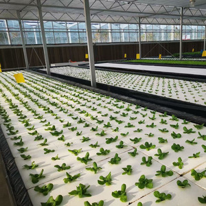 Hidroponía <span class=keywords><strong>Cultivo</strong></span> en aguas profundas Balsa flotante Green House balsas flotantes para cultivar verduras en invernadero comercial - Product Image 3