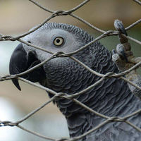 Maille de volière pour ara / Panneaux de maille de volière pour oiseaux / Maille de volière en acier inoxydable pour volière accessible