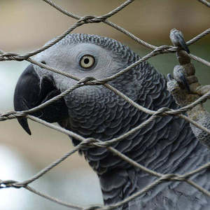 Makaw Kuşhane Tel Örgüsü / Kuşhane Tel Örgü Panelleri / Paslanmaz Çelik Geçmeli Kuşhane Tel Örgüsü - Product Image 2