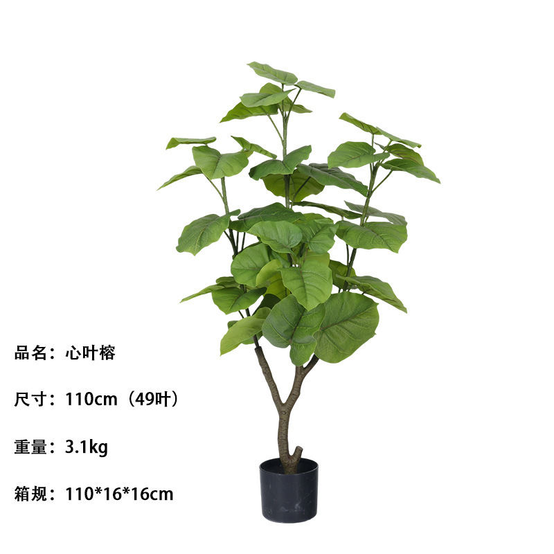 Ficus Heartleaf vert printemps, 110 cm (49 feuilles)