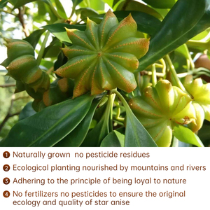 เม็ดโป๊ยกั๊กแห้งจากกวางสี ประเทศจีน - ผู้ผลิตเครื่องเทศและเครื่องปรุงรสคุณภาพสูง - Product Image 3