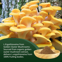 AMULYN Poudre d'huître séchée de qualité alimentaire pour champignons L-ergothionéine