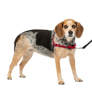 Pour <span class=keywords><strong>PetSafe</strong></span> pour <span class=keywords><strong>harnais</strong></span> pour chien Easy Walk <span class=keywords><strong>Harnais</strong></span> en nylon personnalisé pour chiens moyens à grands Réglable pour un contrôle facile sans <span class=keywords><strong>traction</strong></span> Fe - Product Image 3