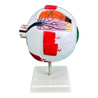 Modèle d'enseignement d'anatomie ophtalmologique XR 6x agrandi pour usage médical, en ABS/PVC