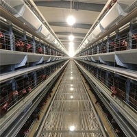 Cage de couveuse Durable et entièrement automatique à plusieurs niveaux de Type H pour la pose de la couche de croissance