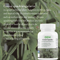 Marque privée 50:1 Cissus Quadrangularis Extrait de feuille 500mg Cissus Quadrangularis Capsules