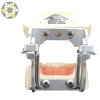 Modèle dentaire pédagogique médical, 32 dents, en PVC, anatomique, implant, mandibule, taille réelle, pour la formation, modèle oral détachable