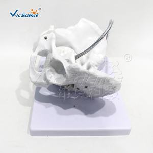 Modelo de Pelvis Femenina para Enseñanza de Partería, Modelo de Hueso para Entrenamiento de Enfermeras en Escuelas de Medicina - Product Image 4