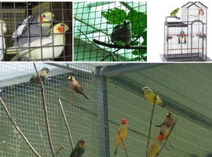 <span class=keywords><strong>Malla</strong></span> de Alambre Soldada de 1/2*1/2, para Jaulas de Animales, Recubierta Después de Galvanizar, <span class=keywords><strong>Malla</strong></span> Metálica - Product Image 5