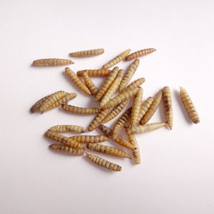 Larvas Secas de Mosca Soldado Negra de Alta Calidad a Granel para Alimento de Aves de Corral - Product Image 3