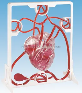 סימולטור אימון PCI מדעי רפואה להוראת לב פועם משאבת סימולטור לב תרגול ניתוחי לב וכלי דם
