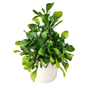 Plantas artificiales con maceta, decoración de moda para el hogar, plantas de plástico, manualidades realistas de tacto Real, decoración en maceta, plantas verdes - Product Image 6