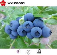 Oem/Odm Hoge Kwaliteit Hot Sell China Fabriek Bevroren Fruit Voedsel Voor Groothandel En Retail Iqf Bevroren Bosbessen Hele Haccp Brc