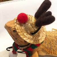 Fournitures pour animaux de compagnie en gros, costume de Noël festif pour dragons barbus |   Chapeau de renne et écharpe rayée | Tenue de vacances ajustable