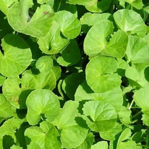 Aceite de Brahmi 100% puro, calidad superior, calidad superior, precio al por mayor, de fabricante indio líder - Product Image 2