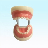 Modelo de entrenamiento Dental para niños, dientes estándar, modelo de dientes deciduos