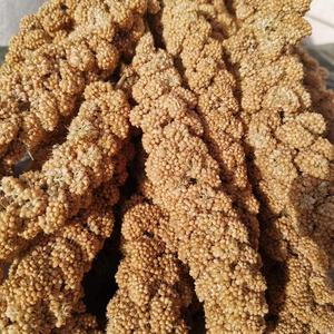 ข้าวฟ่างสีเหลืองสำหรับอาหารนก รุ่นล่าสุด แบบสเปรย์ พร้อมสเปรย์ข้าวฟ่างสีเหลือง - Product Image 1