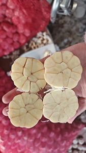 Ajo Chino de Alta Calidad y al Mejor Precio, Compre Ajo Chino en Cajas de 1kg, 5kg y 10kg, Precio de Venta - Product Image 6