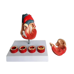 Educational <strong>3D</strong> human <strong>Heart</strong> Anatomical coronary arching attach Hospital Suppliers - Product Image 4