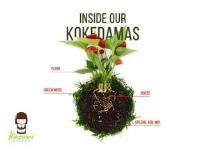 Country Style <span class=keywords><strong>Sansevieria</strong></span> Moonlight Kokedama Kit con bola de musgo para piso usando macetas y jardineras para jardín urbano - Product Image 2