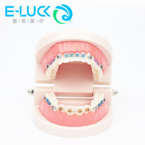 Modello di dente per cure odontoiatriche per l'insegnamento del modello di dente dimostrativo del dentista - Product Image 2