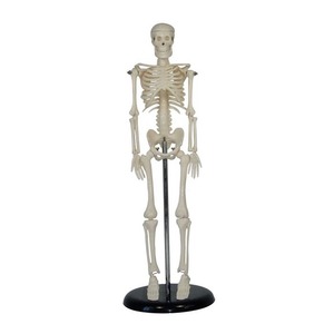 Mini Human Medical Skeleton Model 42CM Anatomy Teaching Science <b>Educational</b> Display with Stand - Product Image 1