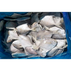 Poisson Pomfret Argenté Blanc <span class=keywords><strong>Prix</strong></span> Poisson Pompano Congelé Pomfrets Argentés Congelés - Product Image 4