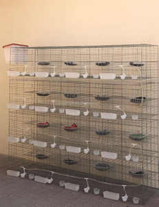 Gabbia per Allevamento Piccioni da Corsa a 32 Celle, Attrezzatura per Piccioni a 24 Celle HJ-PC32 - Product Image 2