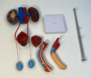 Modello Anatomico della Struttura degli Organi Umani, Reni e Vescica, Modello del Sistema Urinario Maschile - Product Image 5