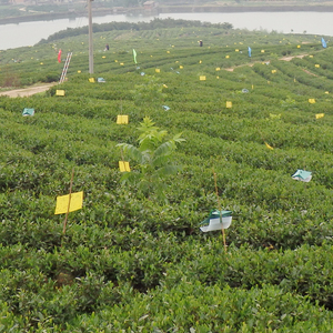 Logo personnalisé intérieur/extérieur thé ferme serre attrape les mouches jaune collant tiques piège 20*15/20/25cm à semi-conducteurs antiparasitaire - Product Image 3