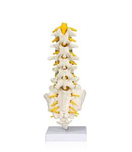 HSBM-124B Flexible Articulated <strong>Lumbar</strong> <strong>Spinal</strong> <strong>Column</strong> Model, Features 5 <strong>Lumbar</strong> Vertebrae with Intervertebral Discs <strong>Lumbar</strong> Nerves - Product Image 6