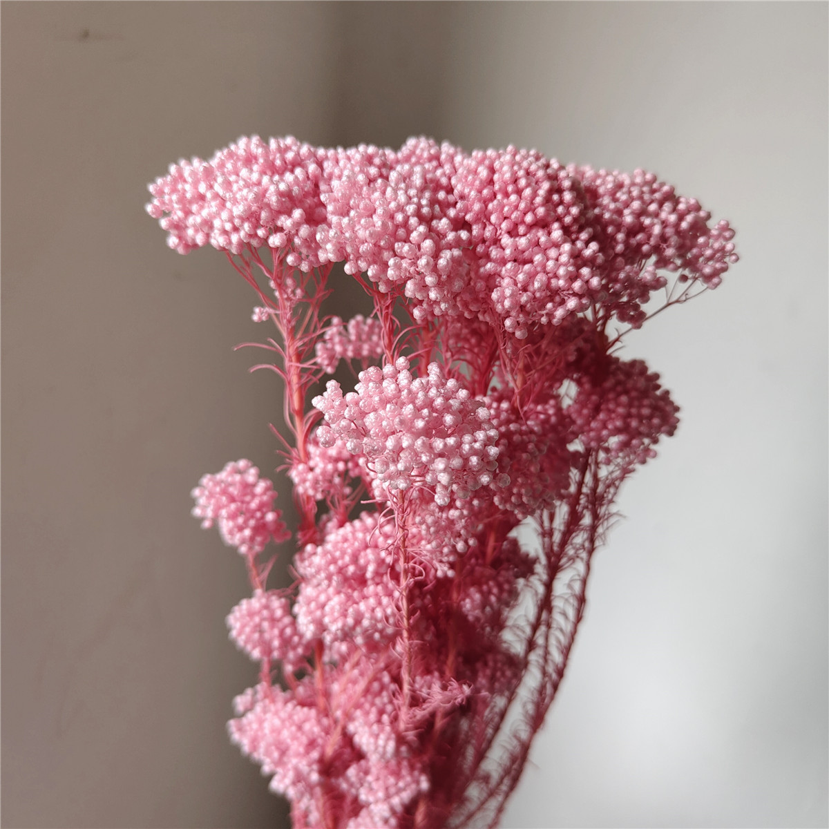 Rose foncé délavé