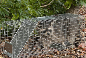 Chuột Lồng Động Vật Gặm Nhấm Kiểm Soát Động Vật Bắt Mồi Hamster Chuột Bẫy Nhân Đạo Sống - Product Image 4