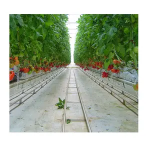 صوبة زراعية كبيرة الحجم عالية النفق للطماطم