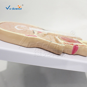 Modelo digitalmente anotado de sección sagital de la línea media de la cabeza humana, hecho de material de PVC ecológico, con precisión. - Product Image 4