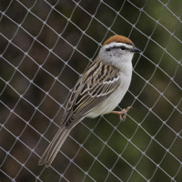 Fabrieksmatig UV-gestabiliseerd landbouwmonofilament anti-vogelnet voor boomgaardbescherming, fruit- en aardbeienkwekerijen