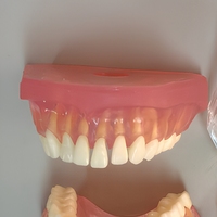 Modèle dentaire complet amovible pour l'enseignement de l'anatomie buccale, en PVC, marque HUICHUN