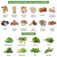 Boîte de culture intelligente pour champignons Sac de culture de 40 pieds Cabines en conteneur d'expédition de 40 pieds Prix de ferme