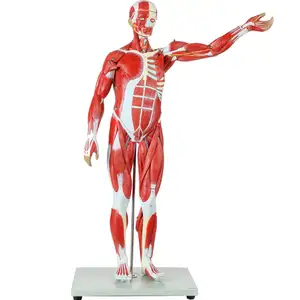 Human Muscle Organ Model 27-Part Half Life-Size Muscular Figure Removable Organs human muscle anatomy model